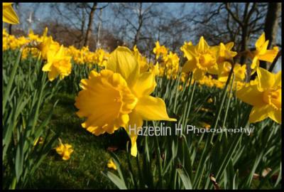 Another daffodils