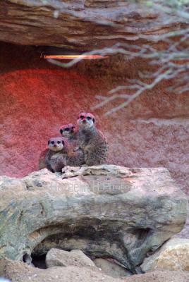 S_DSCF9204A.jpg