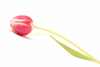 High-key still-life of a tulip