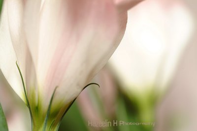 Lisianthus
