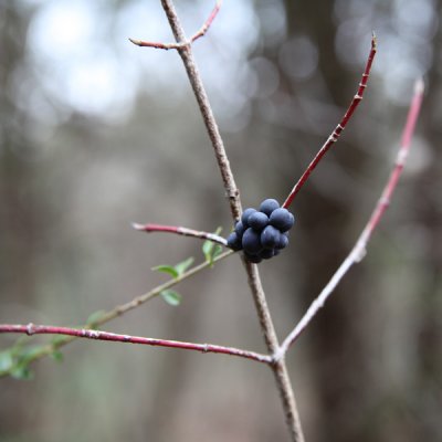 Berries and twigs
