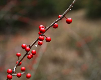 Deep red orbs