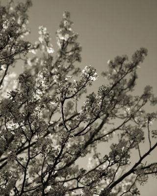 Pear blossoms