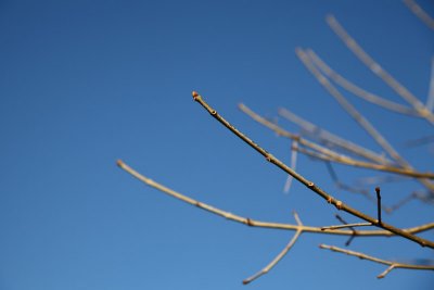 Bud
