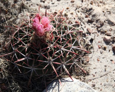 Devil's head cactus