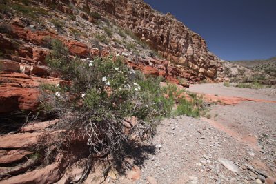 Fragrant heliotrope and canyon walls