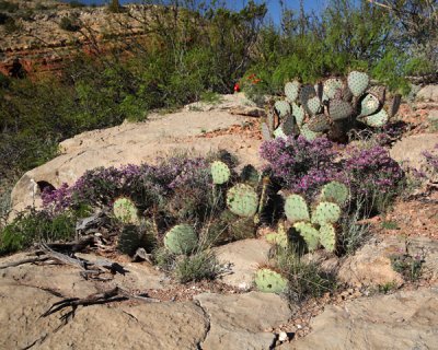 Prickly pear and feather dalea