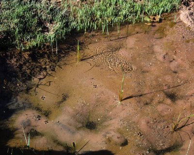 Water striders in a catchbasin