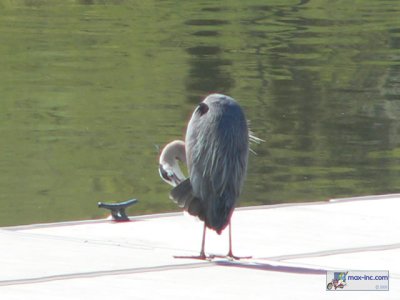 A Great Blue Heron!!
