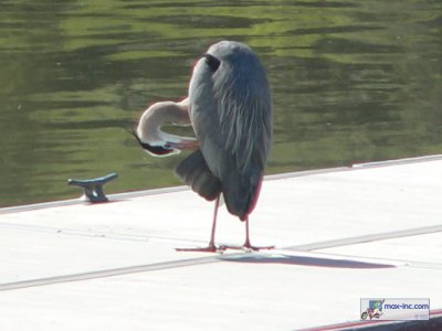 A Great Blue Heron!!