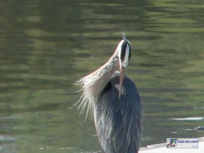 A Great Blue Heron!!