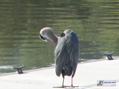 A Great Blue Heron!!