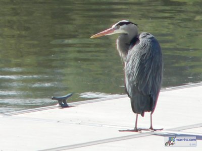 A Great Blue Heron!!