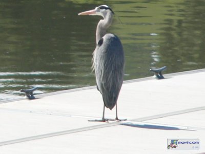 A Great Blue Heron!!