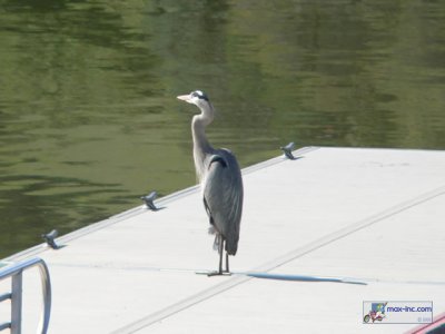 A Great Blue Heron!!
