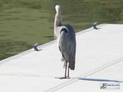 A Great Blue Heron!!