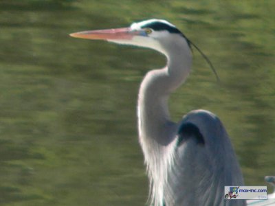 A Great Blue Heron!!