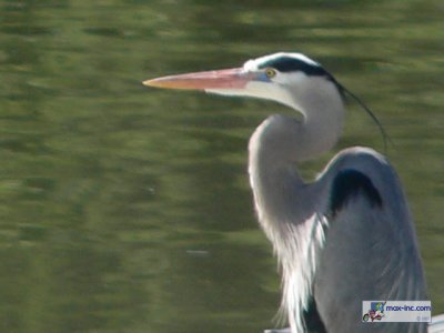 A Great Blue Heron!!