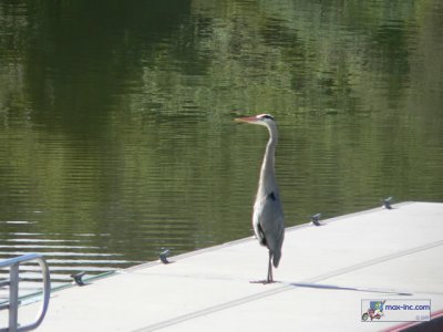 A Great Blue Heron!!
