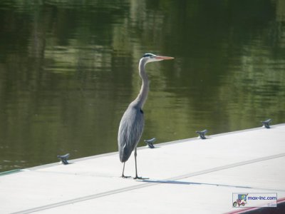 A Great Blue Heron!!