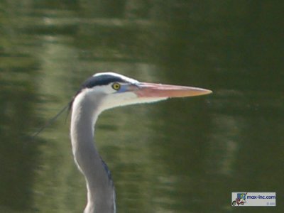 A Great Blue Heron!!