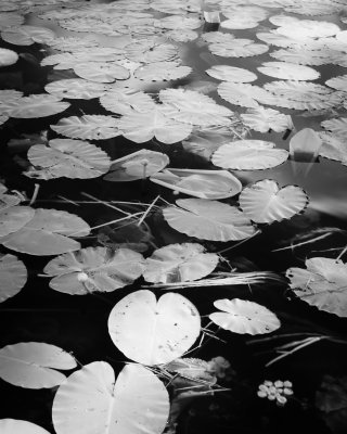 _MG_0746.jpg