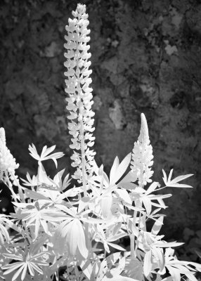 _MG_1025.jpg