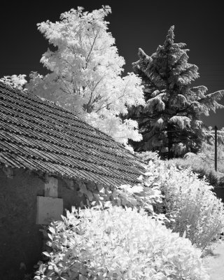 _MG_1039.jpg