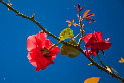 _MG_0817.jpg
