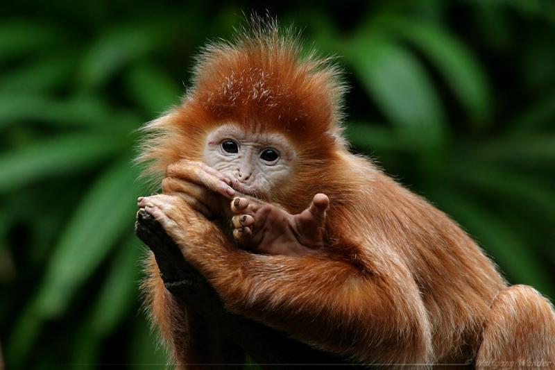 Ebony Langur