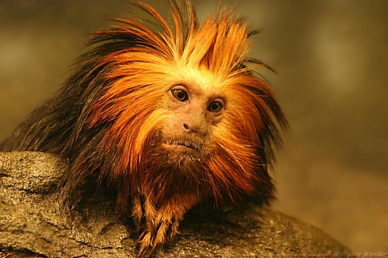 Golden-headed Lion Tamarin / Lion Monkey <i>Leontopithecus chrysomelas</i>