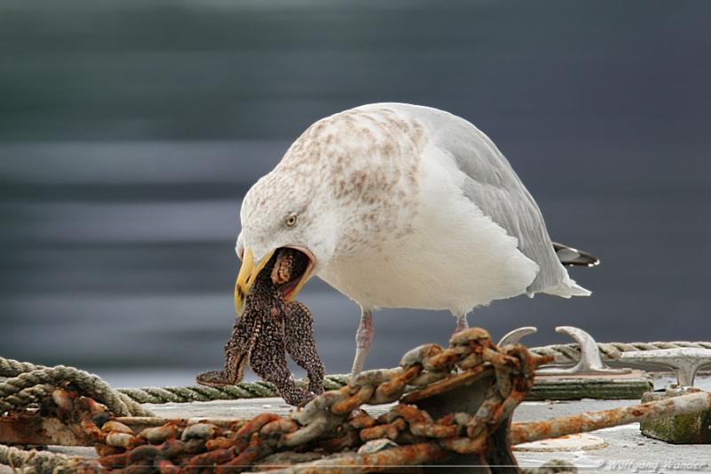 Herring Gull <i>Larus argentatus</i>