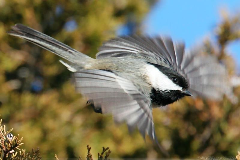 Black Capped Chickadee <i>Poecile Atricapilla</i>