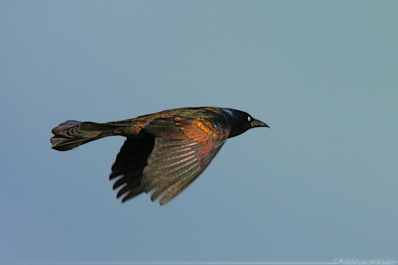 Common Grackle <i>Quiscalus Quiscula<i>