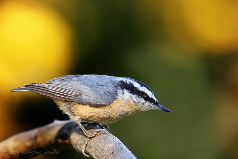 Red Breasted Nuthatch <i>Sitta canadensis</i>