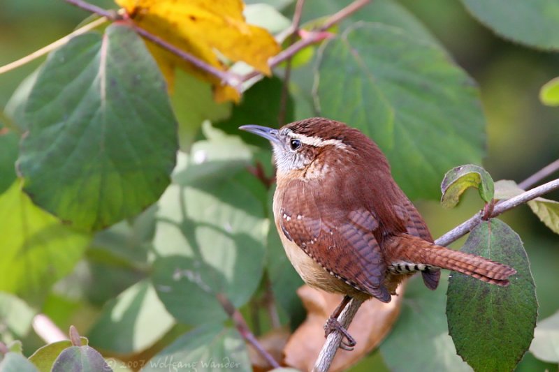 Carolina Wren <i>Thryothorus ludovicianus</i>