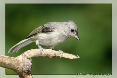 Tufted Titmouse (immature) Baeolophus bicolor