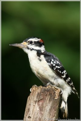 Hairy Woodpecker Picoides villosus