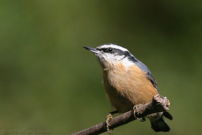 Red Breasted Nuthatch Sitta Canadensis
