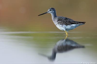 Greater Yellowlegs Tringa melanoleuca