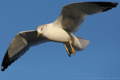 Ring-Billed Gull Larus delawarensis