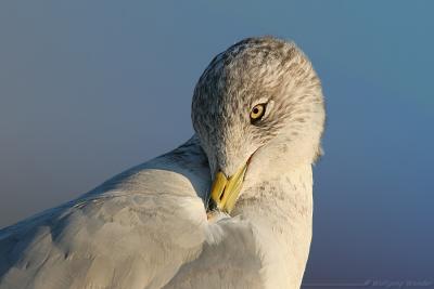 Ring-Billed Gull Larus delawarensis