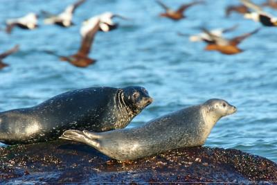 Harbor Seals Phoca Vitulina