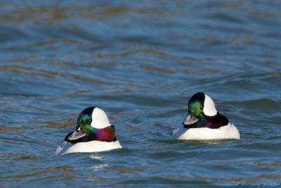 Buffleheads Bucephala Albeola