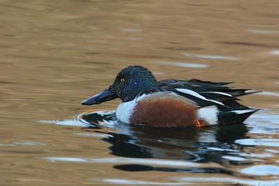 Northern Shoveler Anas Clypeata