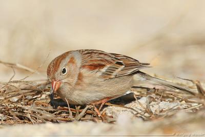 Field Sparrow Spizella Pusilla