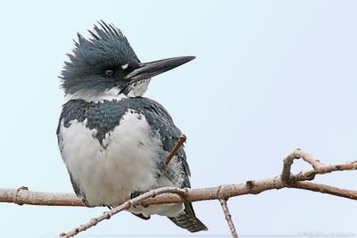 Belted Kingfisher Ceryle Alcyon