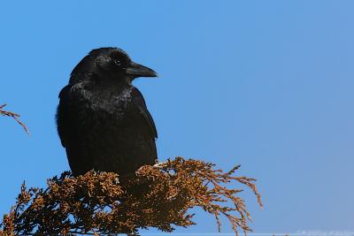 American Crow Corvus Brachyrhyncho