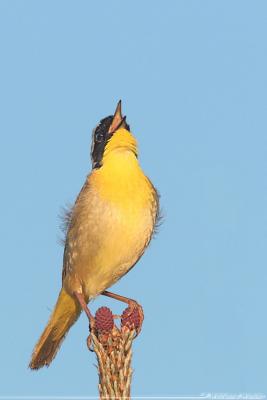 Common Yellowthroat Geothlypis Trichas