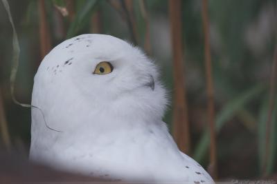 Snowy Owl Nyctea Scandiaca